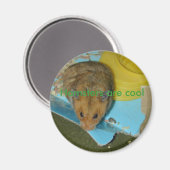 Hamsters zijn cool Magnet (Voorkant / Achterkant)