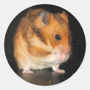 Hamsterstickers Ronde Sticker