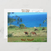 Hana Horses Briefkaart (Voorkant / Achterkant)