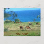 Hana Horses Briefkaart (Voorkant)