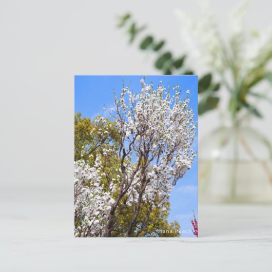 Hana Peach Briefkaart (Staand voorkant)