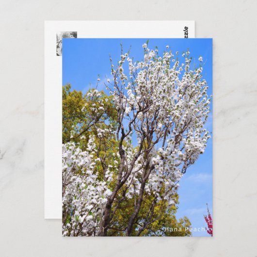 Hana Peach Briefkaart (Voorkant / Achterkant)