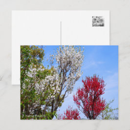Hana Peach Briefkaart
