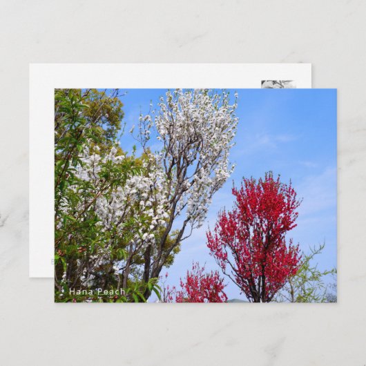 Hana Peach Briefkaart (Voorkant / Achterkant)