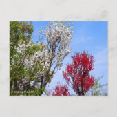 Hana Peach Briefkaart (Voorkant)