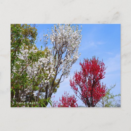 Hana Peach Briefkaart (Voorkant)
