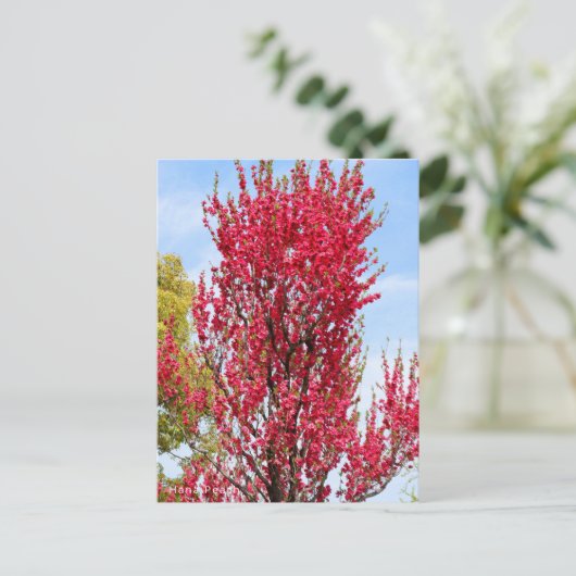 Hana Peach Briefkaart (Staand voorkant)