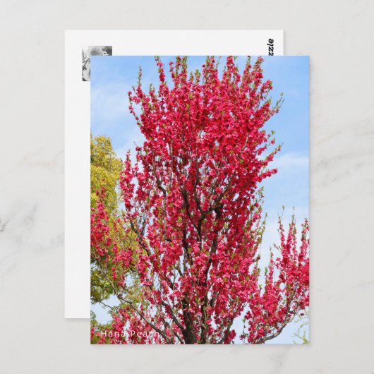 Hana Peach Briefkaart (Voorkant / Achterkant)