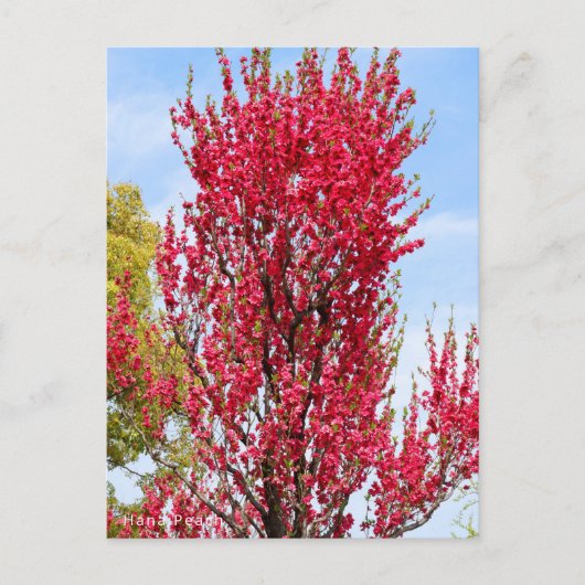 Hana Peach Briefkaart (Voorkant)