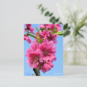 Hana Peach [Briefkaart] Briefkaart (Staand voorkant)