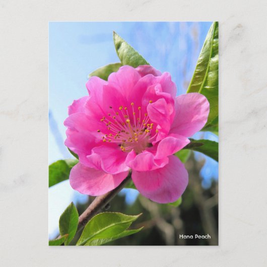 Hana Peach [Briefkaart] Briefkaart (Voorkant)