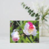 Hana Peach [Briefkaart] Briefkaart (Staand voorkant)