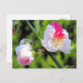 Hana Peach [Briefkaart] Briefkaart (Voorkant / Achterkant)