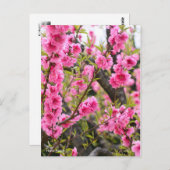 Hana Peach [Briefkaart] Briefkaart (Voorkant / Achterkant)