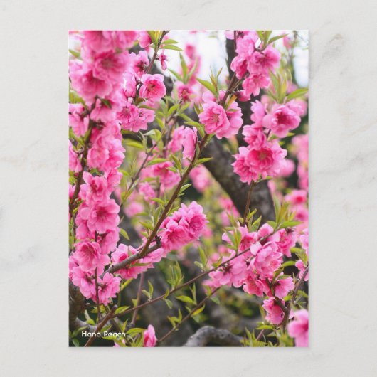 Hana Peach [Briefkaart] Briefkaart (Voorkant)