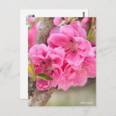 Hana Peach [Briefkaart] Briefkaart (Voorkant / Achterkant)