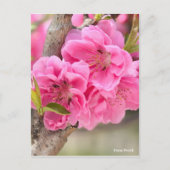 Hana Peach [Briefkaart] Briefkaart (Voorkant)