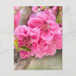 Hana Peach [Briefkaart] Briefkaart