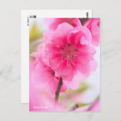 Hana Peach [Briefkaart] Briefkaart (Voorkant / Achterkant)