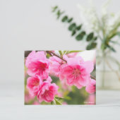 Hana Peach [Postcard] Briefkaart (Staand voorkant)