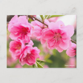 Hana Peach [Postcard] Briefkaart