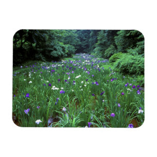Hana Shobu (Japanse Wateriris), Meiji-schrijn, Magneet