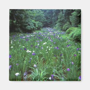 Hana Shobu (Japanse Wateriris), Meiji-schrijn, Magneet