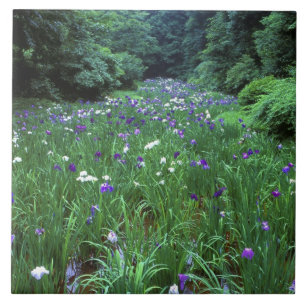 Hana Shobu (Japanse Wateriris), Meiji-schrijn, Tegeltje