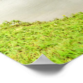 HANALEI (KAUAI) TARO FIELDS POSTER (Hoek)