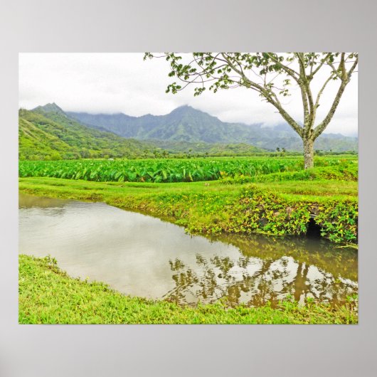 HANALEI (KAUAI) TAROVELDEN POSTER (Voorkant)
