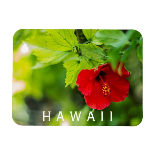 Hanalei Red Hibiscus Tropical Flower Magneet (Horizontaal)