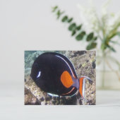 Hanauma Bay - Achilles Tang Fish Briefkaart (Staand voorkant)