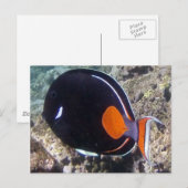 Hanauma Bay - Achilles Tang Fish Briefkaart (Voorkant / Achterkant)