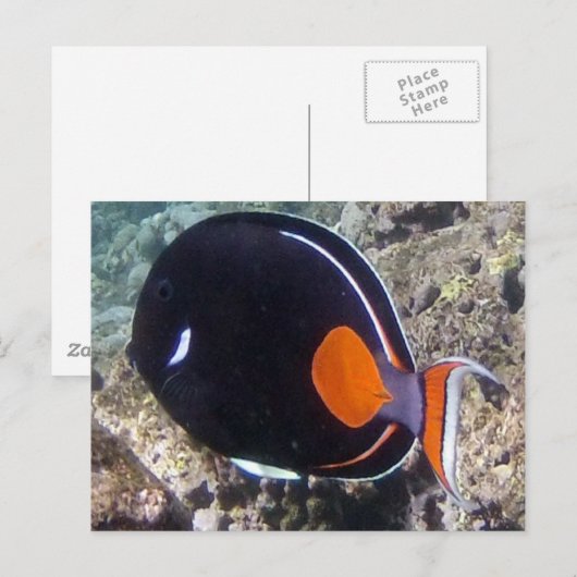 Hanauma Bay - Achilles Tang Fish Briefkaart (Voorkant / Achterkant)