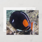 Hanauma Bay - Achilles Tang Fish Briefkaart (Voorkant / Achterkant)