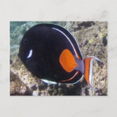 Hanauma Bay - Achilles Tang Fish Briefkaart (Voorkant)