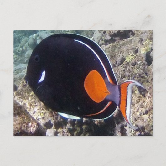 Hanauma Bay - Achilles Tang Fish Briefkaart (Voorkant)