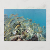 Hanauma Bay - Convict Tangs Briefkaart (Voorkant)