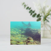 HANAUMA BAY HAWAII - GESpotte Eagle Ray Briefkaart (Staand voorkant)