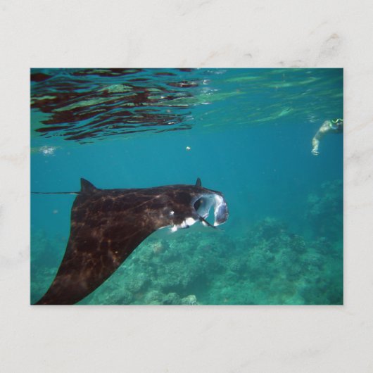 Hanauma Bay Hawaii Manta Ray Briefkaart (Voorkant)