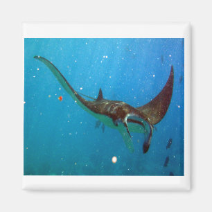 Hanauma Bay Hawaii Manta Ray Magneet