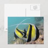 Hanauma Bay Hawaii Moorish Idol Briefkaart (Voorkant / Achterkant)