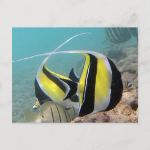 Hanauma Bay Hawaii Moorish Idol Briefkaart