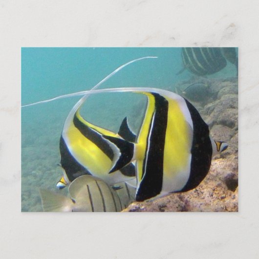 Hanauma Bay Hawaii Moorish Idol Briefkaart (Voorkant)