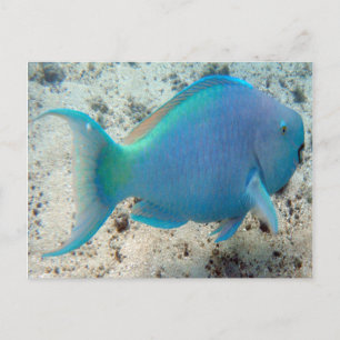 HANAUMA BAY HAWAII - Parrot Fish Briefkaart