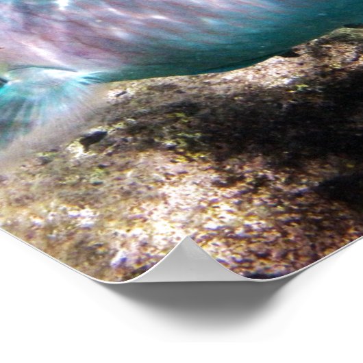 Hanauma Bay Hawaii Parrot Fish Poster (Hoek)