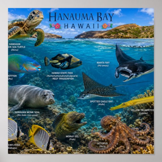 Hanauma Bay Hawaii Poster (Voorkant)