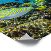 Hanauma Bay Hawaii Poster (Hoek)