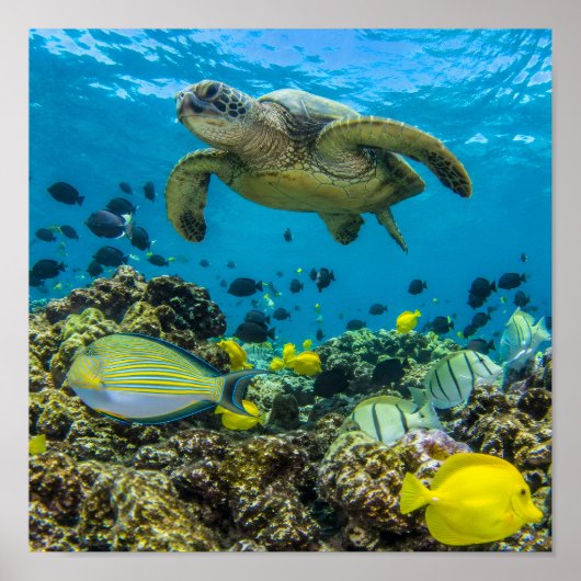 Hanauma Bay Hawaii Poster (Voorkant)