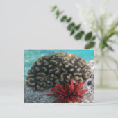 HANAUMA BAY HAWAII - Potlood Slate Zee Urchin Briefkaart (Staand voorkant)